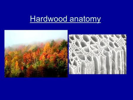 Hardwood anatomy.