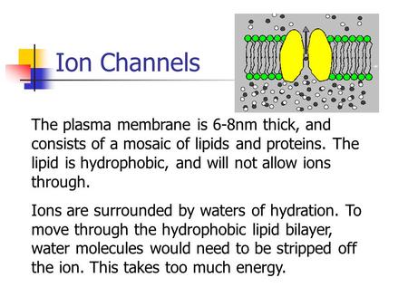 Ion Channels The plasma membrane is 6-8nm thick, and consists of a mosaic of lipids and proteins. The lipid is hydrophobic, and will not allow ions through.