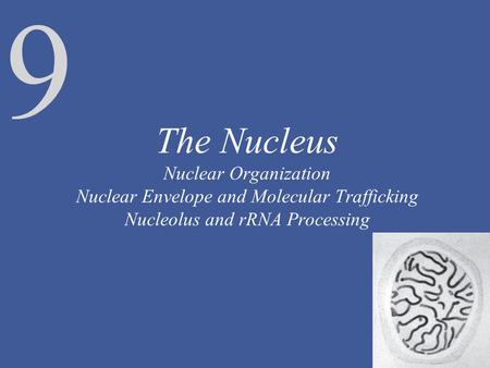 The Nucleus Nuclear Organization Nuclear Envelope and Molecular Trafficking Nucleolus and rRNA Processing The nucleus is one of the main features that.