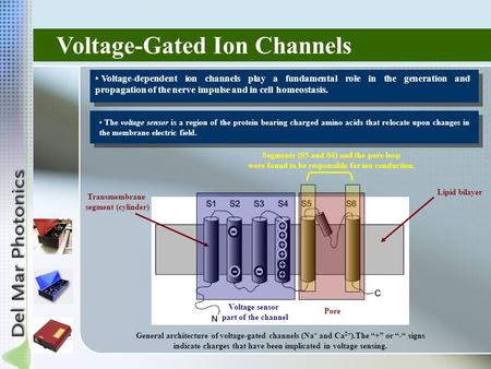 Voltage-Gated Ion Channels Voltage-dependent ion channels play a fundamental role in the generation and propagation of the nerve impulse and in cell homeostasis.