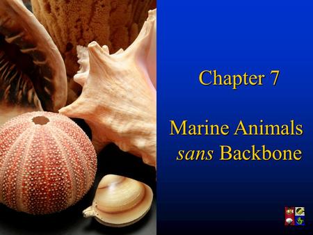 Chapter 7 Marine Animals sans Backbone. Where are we in geologic time? So are, we’ve moved from bacteria to plankton, and through some alage (seeweed).