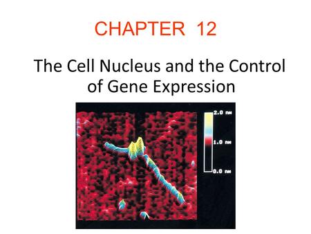 The Cell Nucleus and the Control of Gene Expression