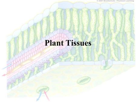 Plant Tissues.