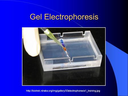Gel Electrophoresis