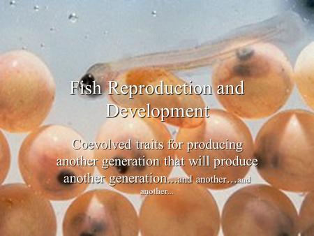 Fish Reproduction and Development Coevolved traits for producing another generation that will produce another generation... and another... and another...