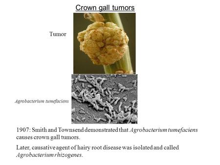 Crown gall tumors Tumor