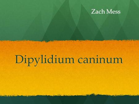 Dipylidium caninum Zach Mess. Taxonomy KINGDOM  Animalia KINGDOM  Animalia PHYLUM  Platyhelminthes PHYLUM  Platyhelminthes CLASS  Cestoda CLASS 