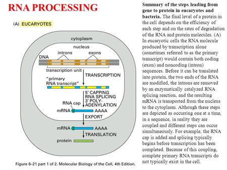 Summary of the steps leading from gene to protein in eucaryotes and bacteria. The final level of a protein in the cell depends on the efficiency of each.