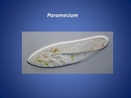 Paramecium. Characteristics Called ‘Ciliates’ – from cilia Single-celled organisms Found in fresh water, some in salt and brackish water all over the.
