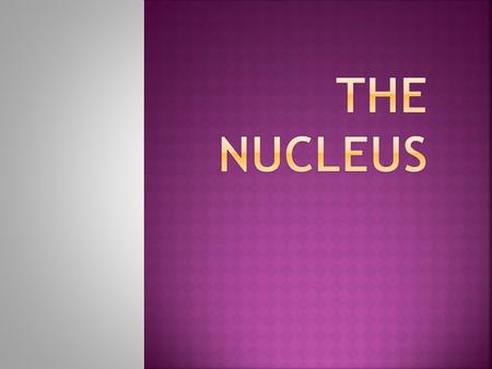  The nucleus (pl. nuclei; latin nucleus or nuculeus, meaning kernel) is a membrane-enclosed organelle found in eukaryotic cell.  It contains most of.