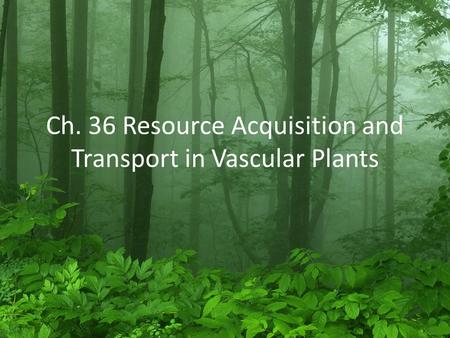 Ch. 36 Resource Acquisition and Transport in Vascular Plants