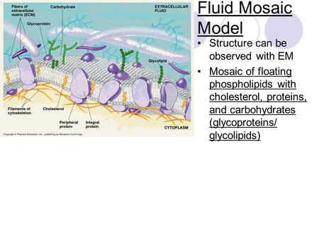 Fluid Mosaic Model Structure can be observed with EM
