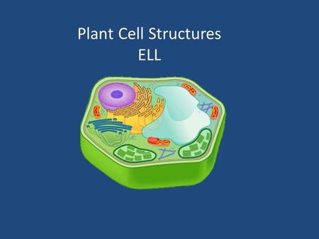 Plant Cell Structures ELL. Plant Cell Structures 1.Mitochondria2. Chromosome 3. Cytoplasm4. Ribosomes A Tiny “machines” that make proteins.