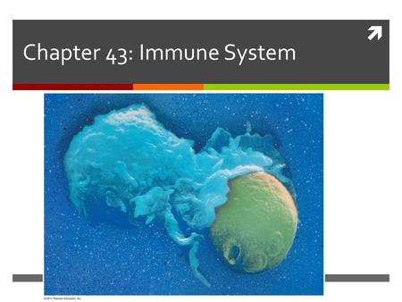  Chapter 43: Immune System. Learning Targets 1. I can explain innate immunity by:  Describing barrier defenses  Describing internal defenses 2. I can.
