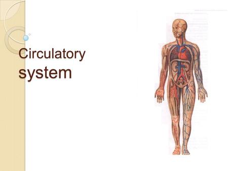 Circulatory system.