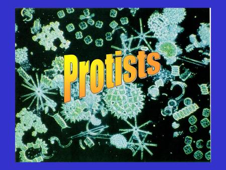 Protists. Kingdom: Protista 2 general categories2 general categories –______-like protists.