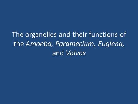The organelles and their functions of the Amoeba, Paramecium, Euglena, and Volvox.