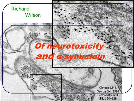 Of neurotoxicity and α-synuclein Richard Wilson Clayton DF & George JM (1999) J Neurosci Res 58, 120–129.