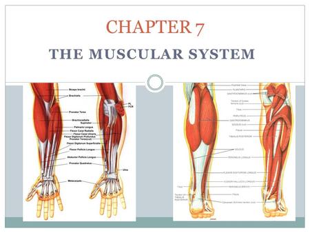 THE MUSCULAR SYSTEM CHAPTER 7. Types of Muscle Smooth – elongated, spindle-shaped, and flat; one nucleus; no ________; found in walls of hollow internal.