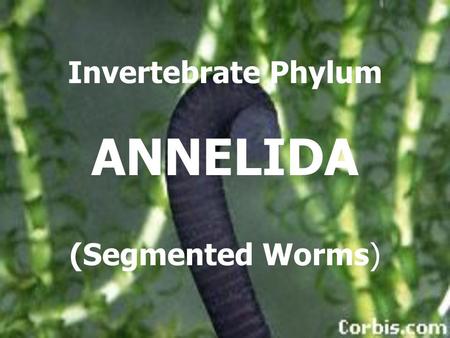 Invertebrate Phylum ANNELIDA (Segmented Worms). Vocabulary Setae = tiny bristles projected from body to help move and dig Castings = dirt and waste as.