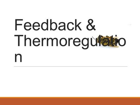 Feedback & Thermoregulatio n. Important definitions Stimulus – change in the environment Receptor – detects stimulus Afferent pathway – carries nerve.