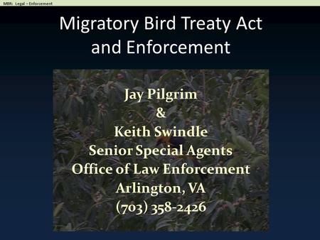 Migratory Bird Treaty Act and Enforcement Jay Pilgrim & Keith Swindle Senior Special Agents Office of Law Enforcement Arlington, VA (703) 358-2426.