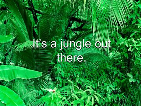 It’s a jungle out there. IT Governance A 2009 Competitive Advantage.