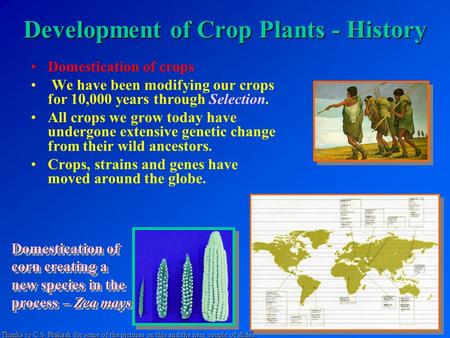 Development of Crop Plants - History Domestication of crops We have been modifying our crops for 10,000 years through Selection. All crops we grow today.