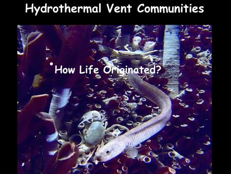 Hydrothermal Vent Communities How Life Originated?