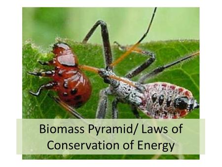 Biomass Pyramid/ Laws of Conservation of Energy. Why do the laws of Thermodynamics matter? The laws of thermodynamics are important unifying principles.