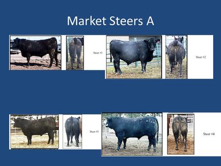 Market Steers A. Feedlot Steers Class #1 Evaluated by: Celina Johnson Placing: 4-3-2-1 Cuts: 3-5-3 I placed this class of feedlot steers 4-3-2-1. In the.