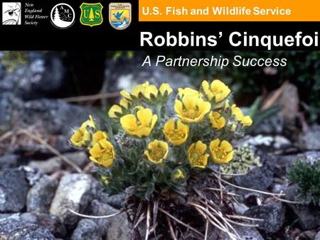 U.S. Fish and Wildlife Service Robbins’ Cinquefoil A Partnership Success.