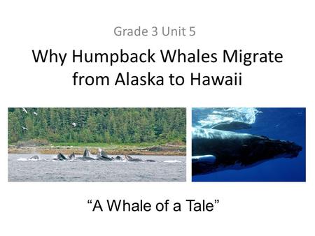 Why Humpback Whales Migrate from Alaska to Hawaii Grade 3 Unit 5 “A Whale of a Tale”