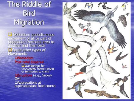 The Riddle of Bird Migration  Definition: periodic mass movement of all or part of population from one area to another and then back  Some other types.