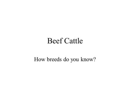 Beef Cattle How breeds do you know?. Angus Black smooth coat Medium frame Males 1600-2000 lbs Females 1000-1400 lbs Good material ability Hardy Resistant.