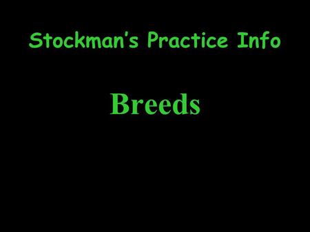 Stockman’s Practice Info Breeds. Angus Originated in Aberdeen Scotland #1 Breed (by total numbers) in the US Good Mothers Good Muscle Good Marbling Good.