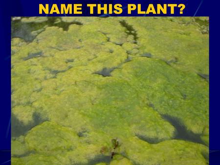 NAME THIS PLANT?. Ch. 28 Plant Evolution & Classification The first plants were thought to be water plants  Algae. Other plants evolved from algae. Pg.