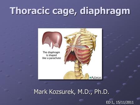 Thoracic cage, diaphragm