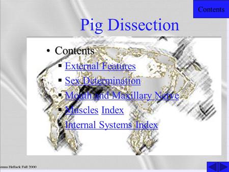 Pig Dissection Contents External Features Sex Determination
