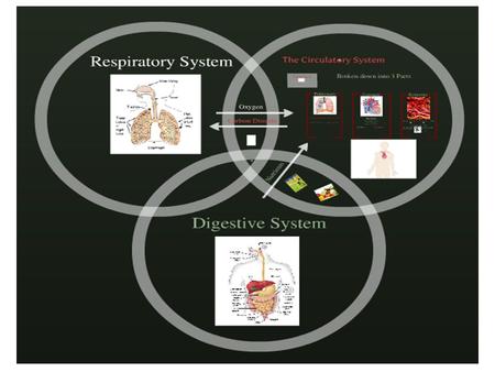 PURPOSE OF RESPIRATION If you were to design an efficient breathing system, what would the requirements be?
