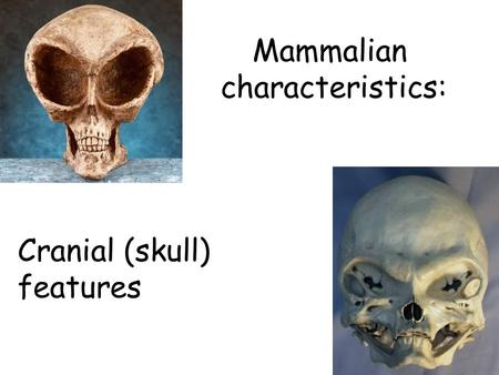 Mammalian characteristics: Cranial (skull) features.