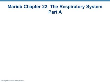 Marieb Chapter 22: The Respiratory System Part A