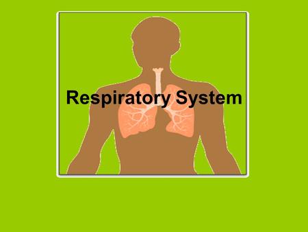 Respiratory System. Parts of respiratory system Nasal cavity Oral cavity Trachea Bronchi Lung Alveoli Diaphragm.