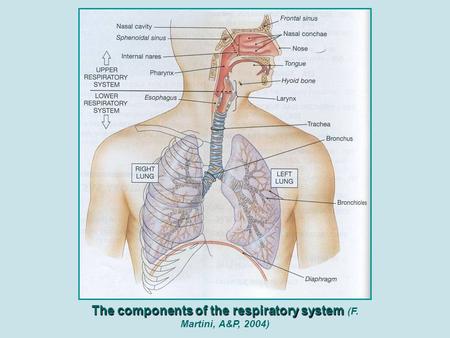The components of the respiratory system The components of the respiratory system (F. Martini, A&P, 2004)