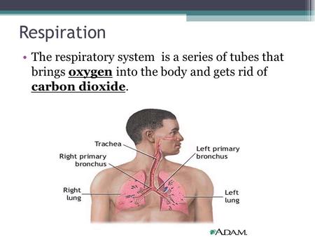 Respiration The respiratory system is a series of tubes that brings oxygen into the body and gets rid of carbon dioxide.