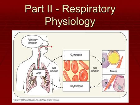 Part II - Respiratory Physiology. 4 distinct events  Pulmonary ventilation: air is moved in and out of the lungs  External respiration: gas exchange.