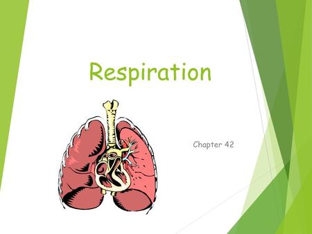 Respiration Chapter 42. Respiration  Gas exchange  Movement of gas across membrane  Diffusion (passive)  To improve gas absorption  Increase surface.