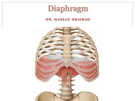 Diaphragm Dr. Hassan Shaibah.