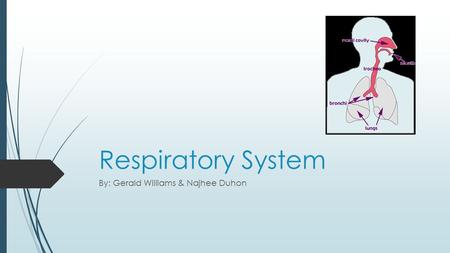 Respiratory System By: Gerald Williams & Najhee Duhon.