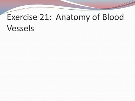 Exercise 21: Anatomy of Blood Vessels
